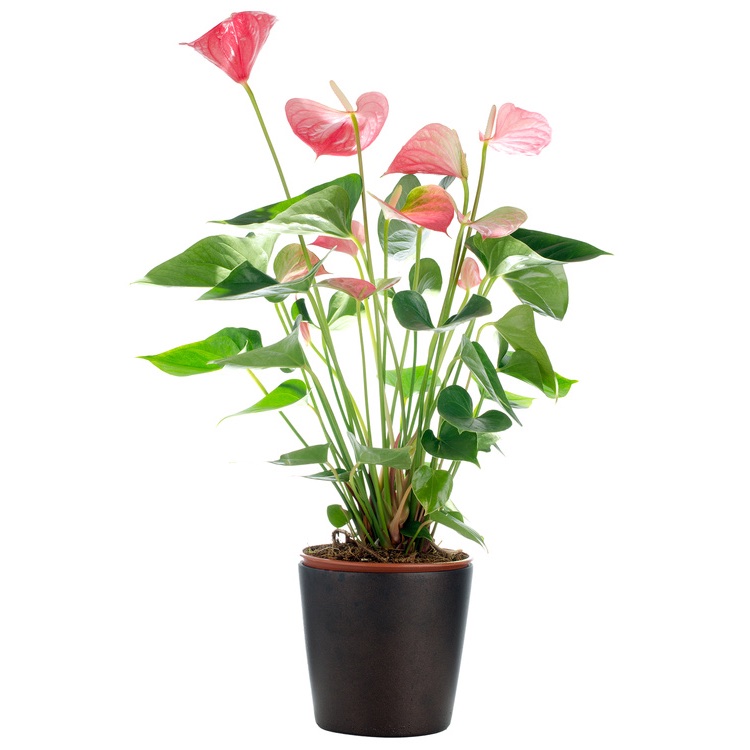 Pianta Anthurium Rosso