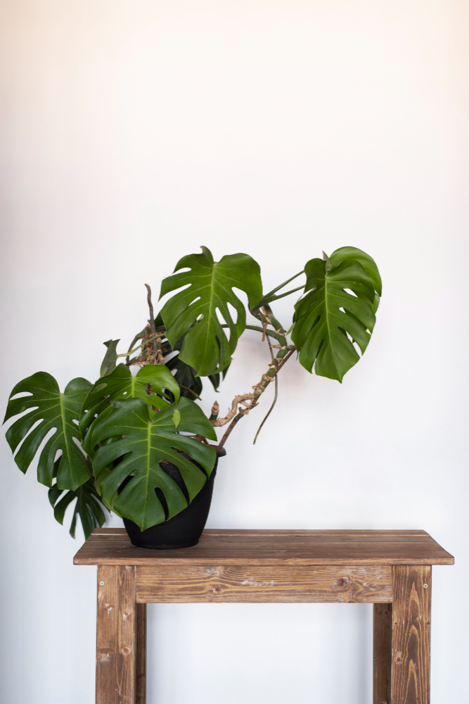 Monstera Deliciosa