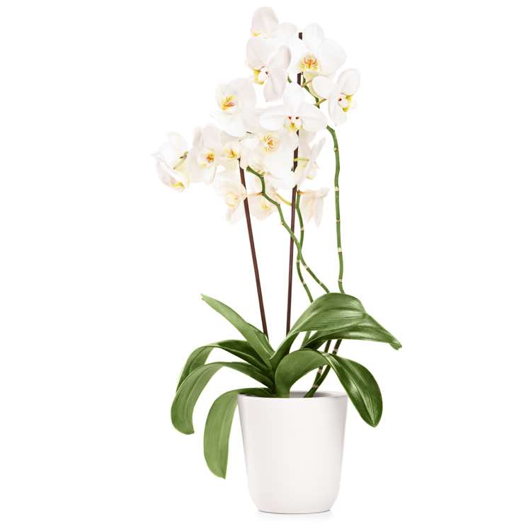 Pianta di orchidea Phalaenopsis 2 rami