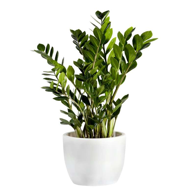 Pianta Zamioculcas